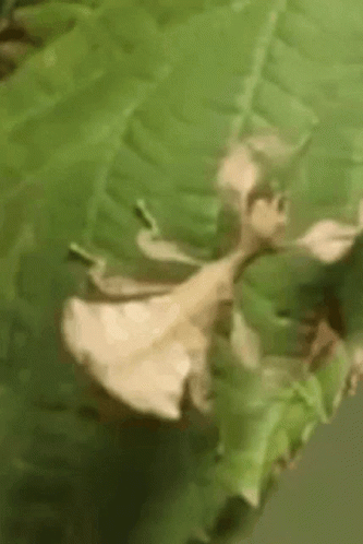 A Close Up Of A Praying Mantis Sitting On A Green Leaf . GIF