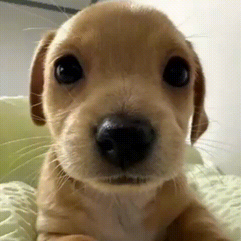 A Close Up Of A Puppy 'S Nose Looking At The Camera On A Bed . GIF