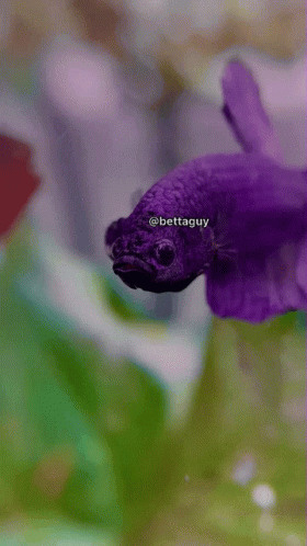A Close Up Of A Purple Fish With The Name Bettaguy On It GIF