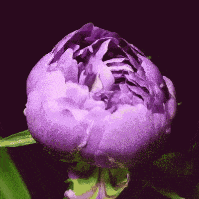 A Close Up Of A Purple Flower Against A Black Background GIF