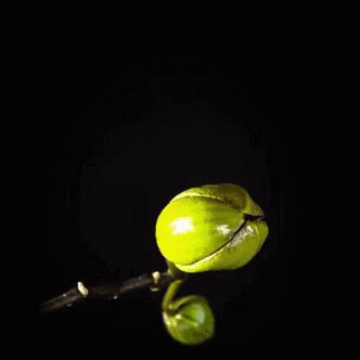 A Close Up Of A Purple Flower With A Green Stem GIF