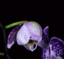 A Close Up Of A Purple Flower With A Yellow Center GIF