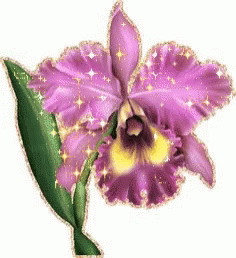 A Close Up Of A Purple Flower With A Yellow Center GIF