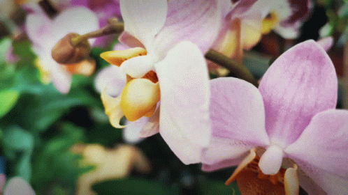 A Close Up Of A Purple Flower With Yellow Center GIF