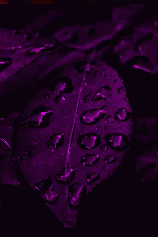 A Close Up Of A Purple Leaf With Water Drops GIF