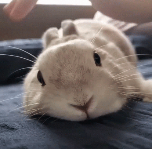 A Close Up Of A Rabbit Laying On A Blue Blanket GIF