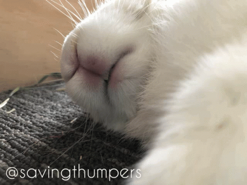 a close up of a rabbit 's nose with the words @savingthumpers written below it