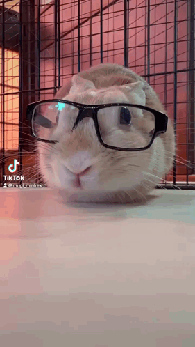 A Close Up Of A Rabbit Wearing Glasses With Tik Tok Written On The Bottom GIF