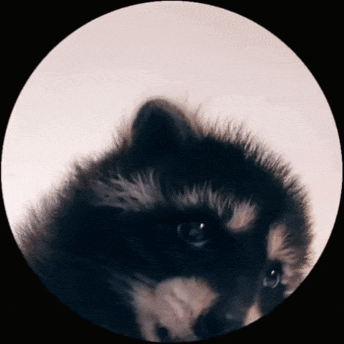 A Close Up Of A Raccoon In A Circle With A White Background GIF
