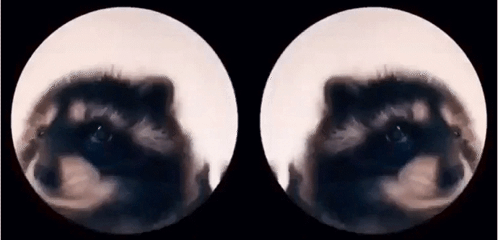 a close up of a raccoon 's eyes in two circles