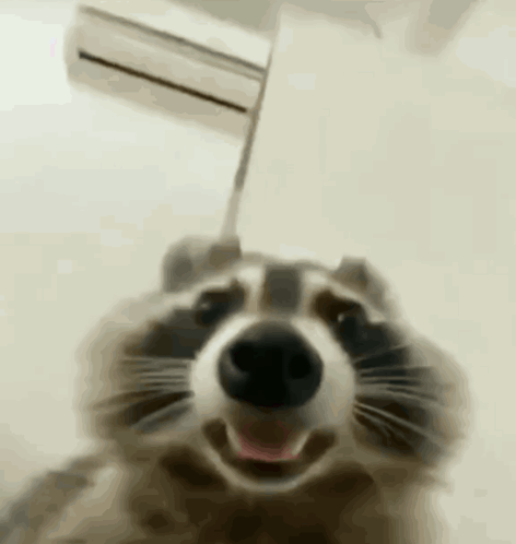 a close up of a raccoon smiling with its tongue out .