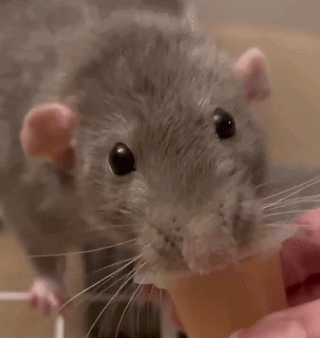 A Close Up Of A Rat Eating Something From A Person 'S Hand GIF
