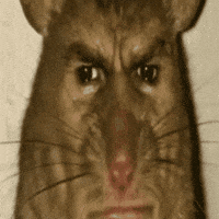 A Close Up Of A Rat With An Angry Look On Its Face . GIF