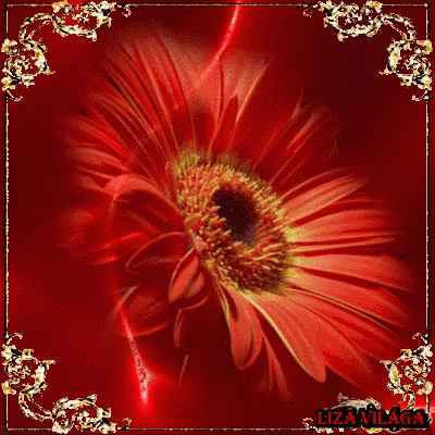 A Close Up Of A Red Flower On A Red Background With Lizavillaga In The Corner GIF