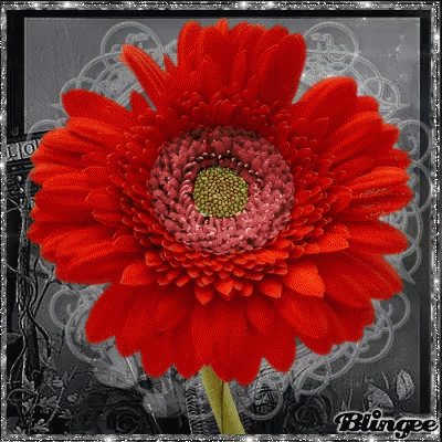 A Close Up Of A Red Flower With A Green Center GIF