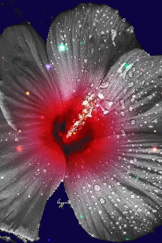 A Close Up Of A Red Flower With Water Drops On The Petals GIF