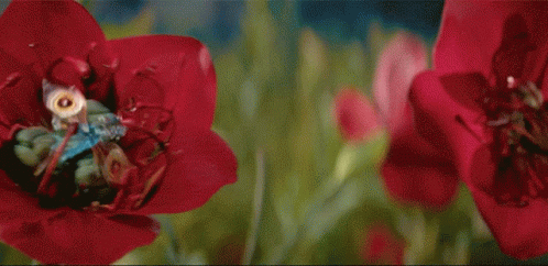 A Close Up Of A Red Flower With Yellow Leaves In The Background GIF