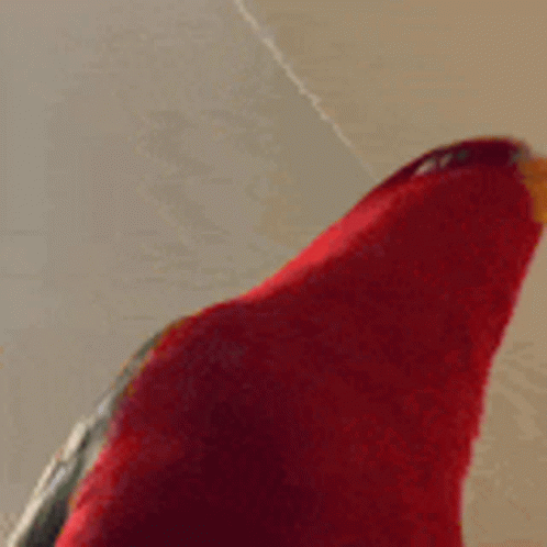 a close up of a red parrot 's head with a yellow beak