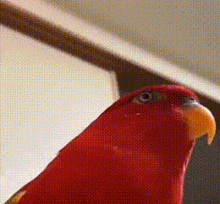 A Close Up Of A Red Parrot With A Yellow Beak Looking At The Camera GIF