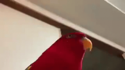 A Close Up Of A Red Parrot With A Yellow Beak Standing Next To A Wall . GIF