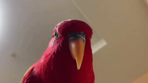 A Close Up Of A Red Parrot With The Word What Written On The Bottom GIF