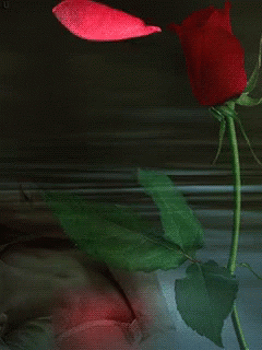 A Close Up Of A Red Rose With A Pink Petal Coming Out Of It GIF