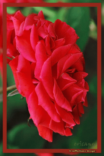 A Close Up Of A Red Rose With Ericans Written On The Bottom GIF