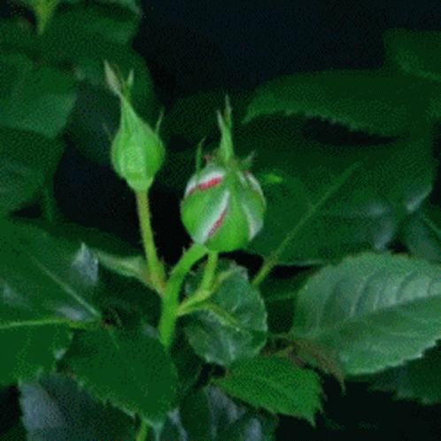 A Close Up Of A Red Rose With Green Leaves In The Background GIF