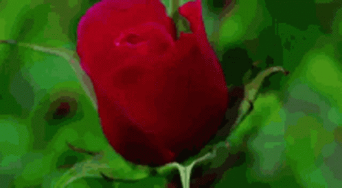 A Close Up Of A Red Rose With Green Leaves GIF