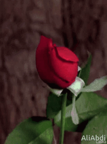 A Close Up Of A Red Rose With The Name Aliabdi Written On The Bottom GIF