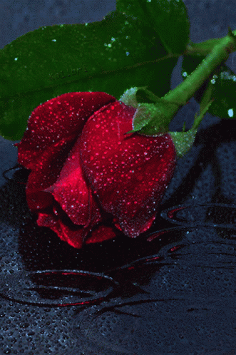 A Close Up Of A Red Rose With Water Drops On The Petals GIF
