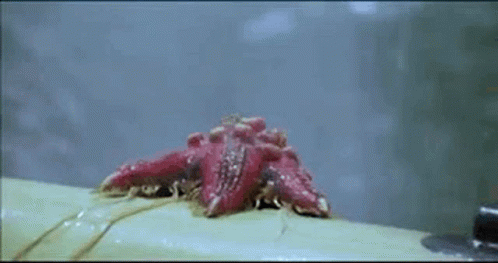 A Close Up Of A Red Starfish Crawling On A White Surface . GIF
