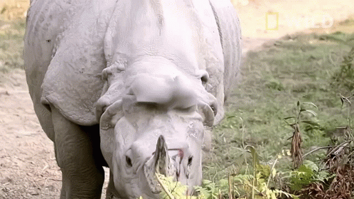 A Close Up Of A Rhino 'S Face With A National Geographic Logo In The Background GIF
