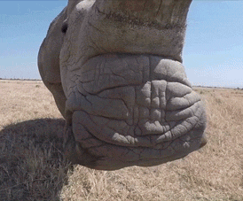 A Close Up Of A Rhino 'S Foot In The Grass GIF