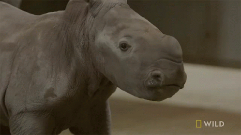 A Close Up Of A Rhino With A National Geographic Logo In The Corner GIF