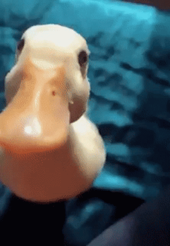 A Close Up Of A Rubber Duck 'S Face With A Blue Background GIF