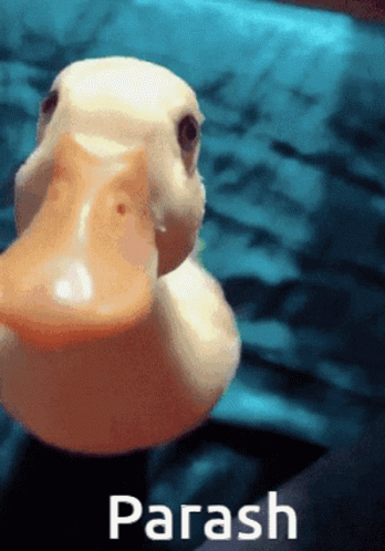 A Close Up Of A Rubber Duck With The Word Parash On The Bottom GIF