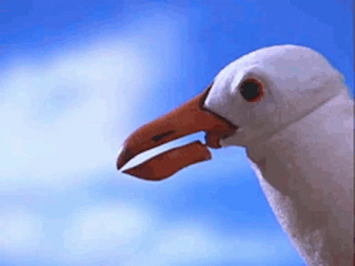 A Close Up Of A Seagull 'S Head With Its Beak Open . GIF