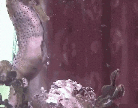 A Close Up Of A Seahorse Swimming In A Tank . GIF