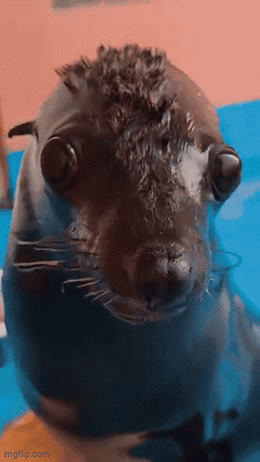 A Close Up Of A Seal Looking At The Camera With Imgflip.com In The Lower Right Corner GIF