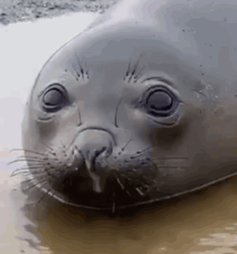 A Close Up Of A Seal 'S Face In The Water With Its Mouth Open . GIF