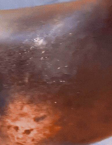 A Close Up Of A Seal 'S Face Looking At The Camera GIF