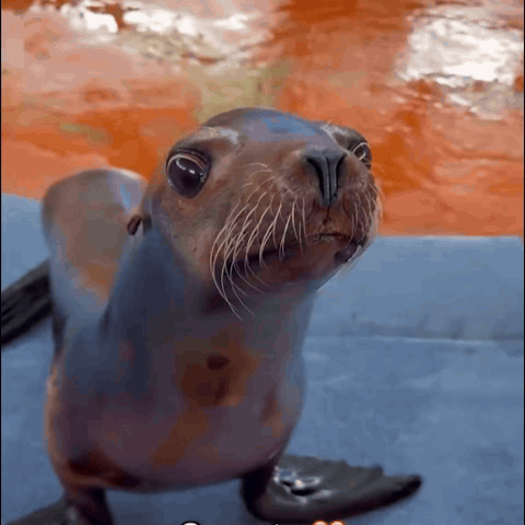 A Close Up Of A Seal 'S Face Looking Up At The Camera GIF