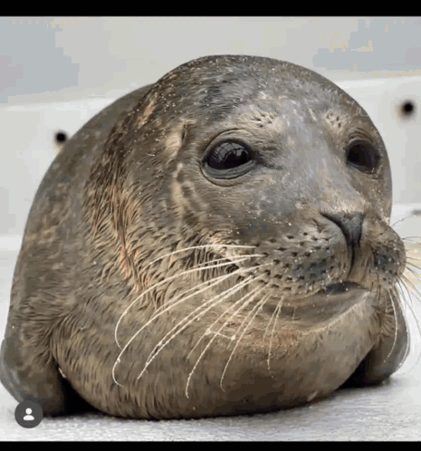 A Close Up Of A Seal 'S Face With A Person 'S Face In The Corner GIF