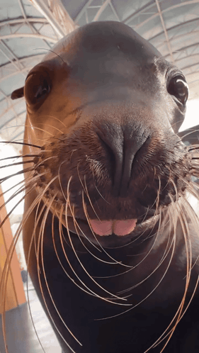 A Close Up Of A Seal 'S Face With A Pink Tongue Sticking Out GIF