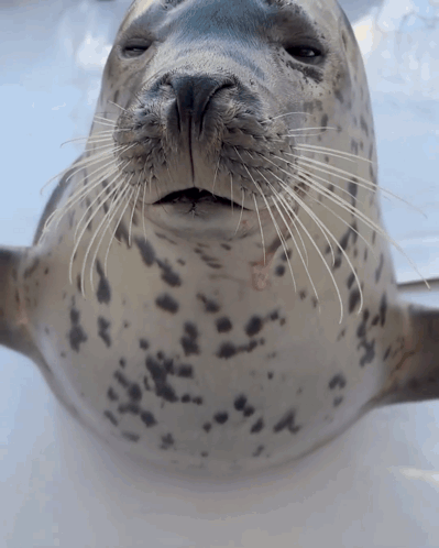 A Close Up Of A Seal 'S Face With Its Mouth Open GIF