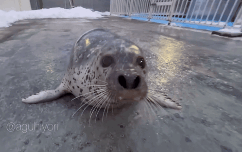 A Close Up Of A Seal 'S Face With The Caption @Aguihiyori GIF