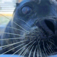 A Close Up Of A Seal 'S Nose With A Blue Background GIF