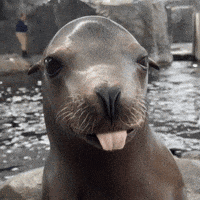 A Close Up Of A Seal With Its Tongue Out Looking At The Camera GIF