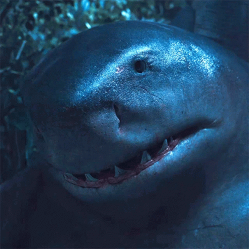A Close Up Of A Shark 'S Face With Teeth GIF